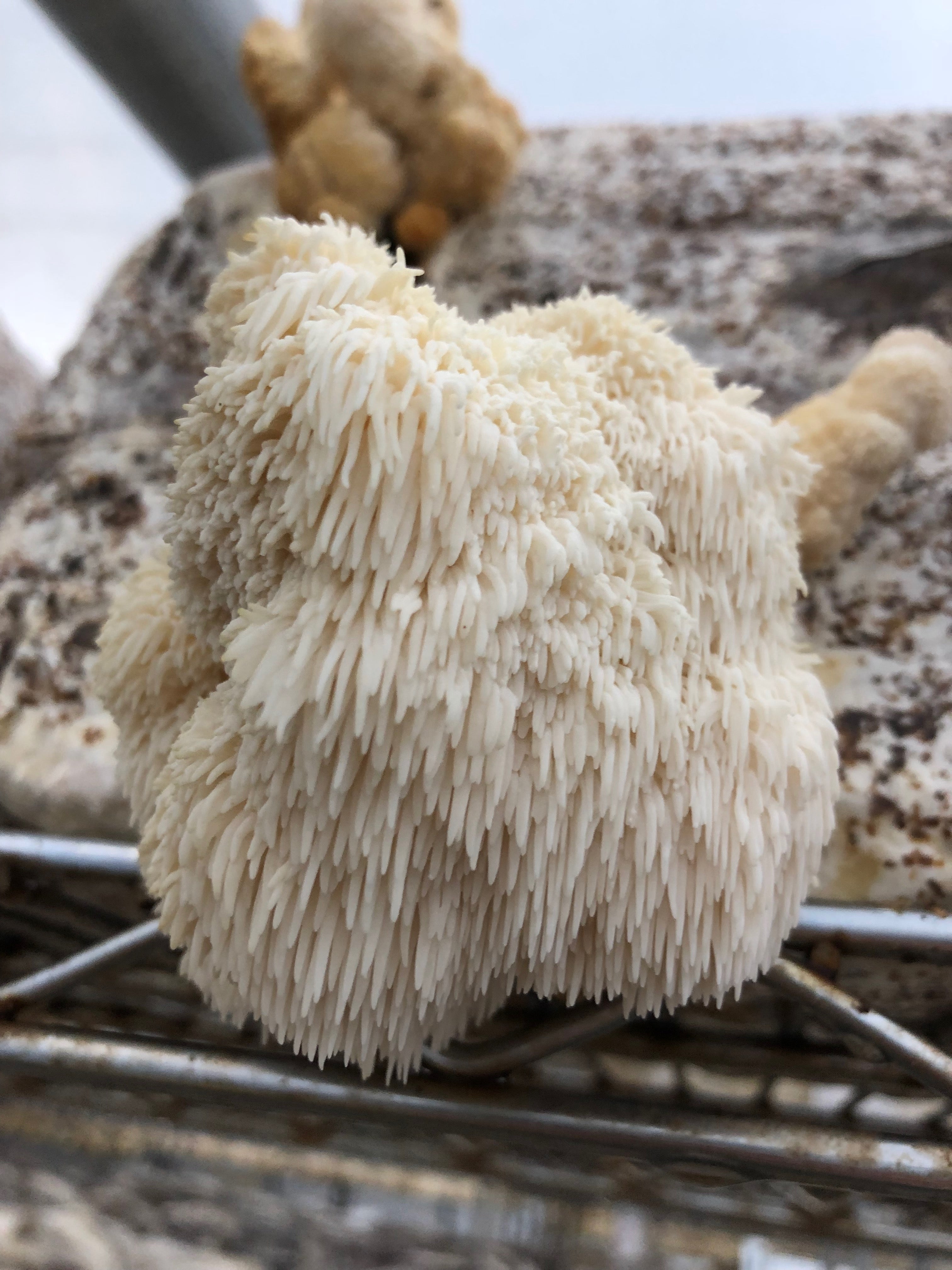 Is Lions Mane legal?