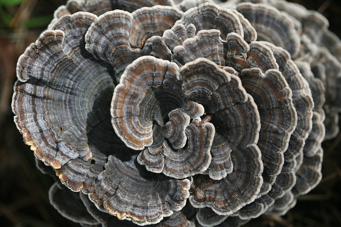 Turkey Tail Mushroom Identification