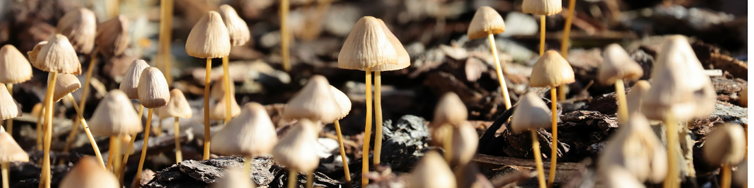 Psilocybin Mushrooms of the World: Seven Different  Species