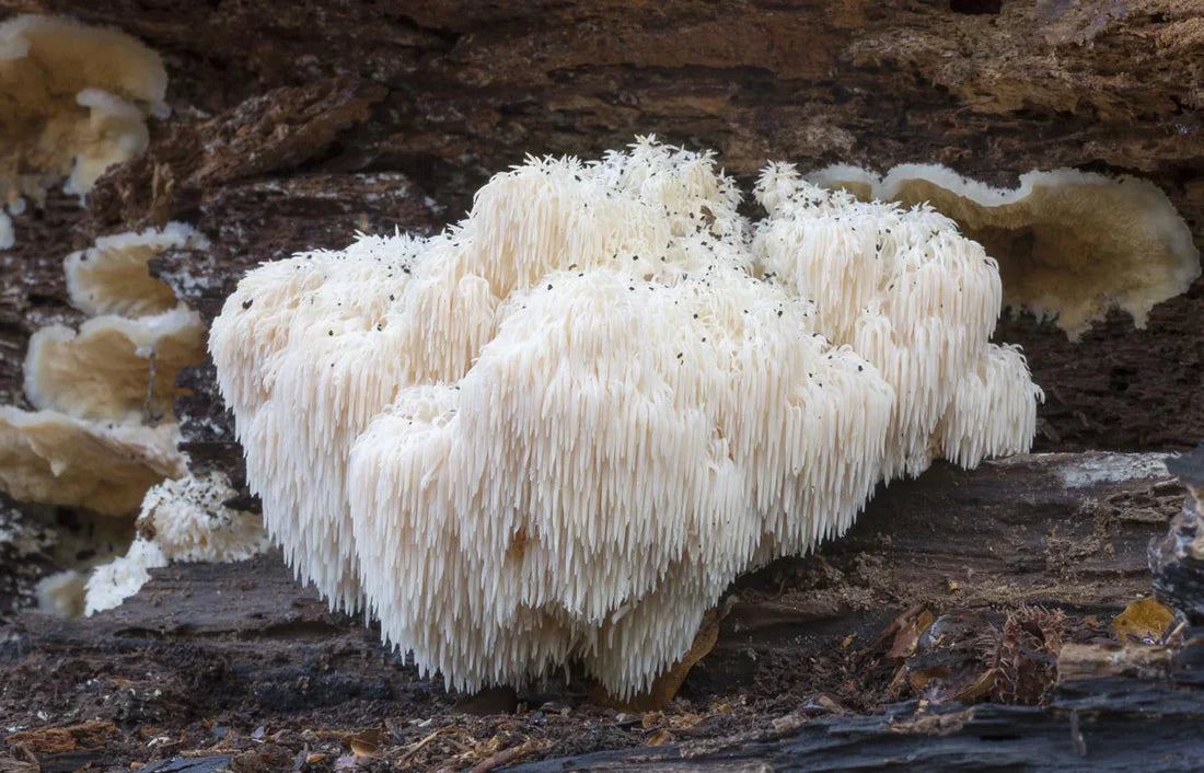 where to find lion´s mane mushroom