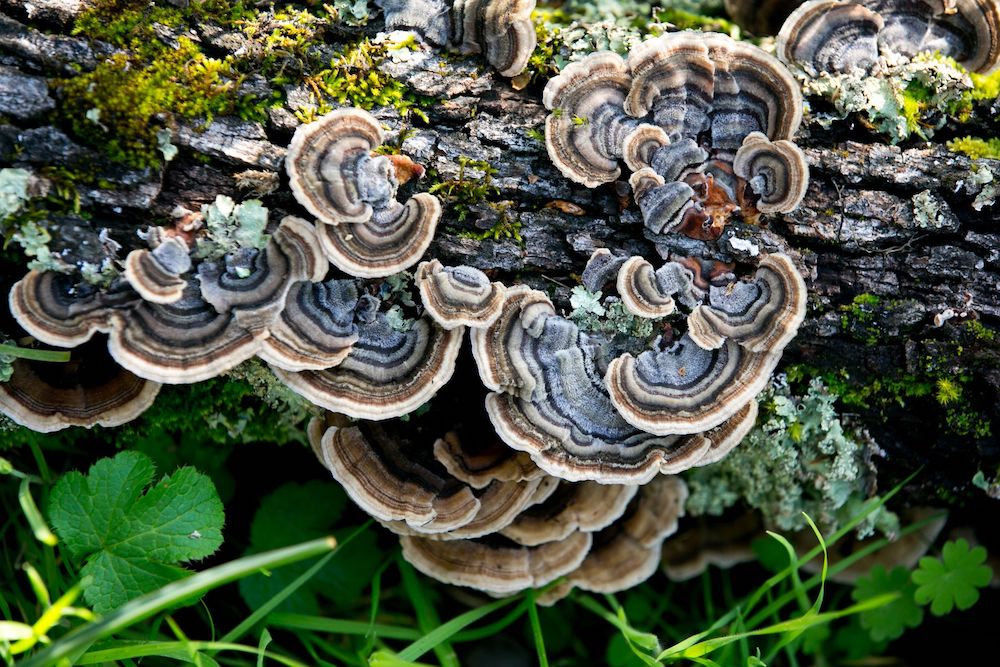 mushroom-herbal-supplement